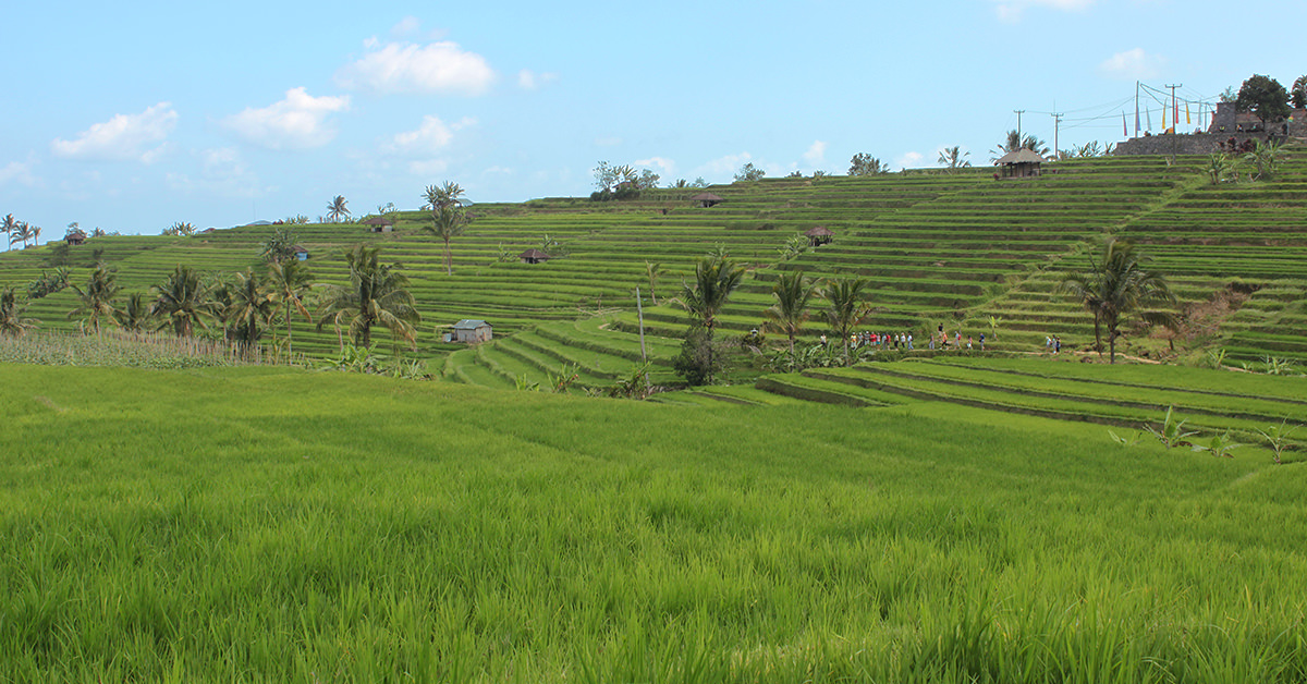 Reisterrassen Jatiluwih Bali