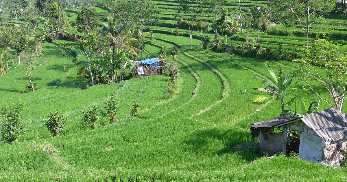 Sidemen Reisterrassen Bali